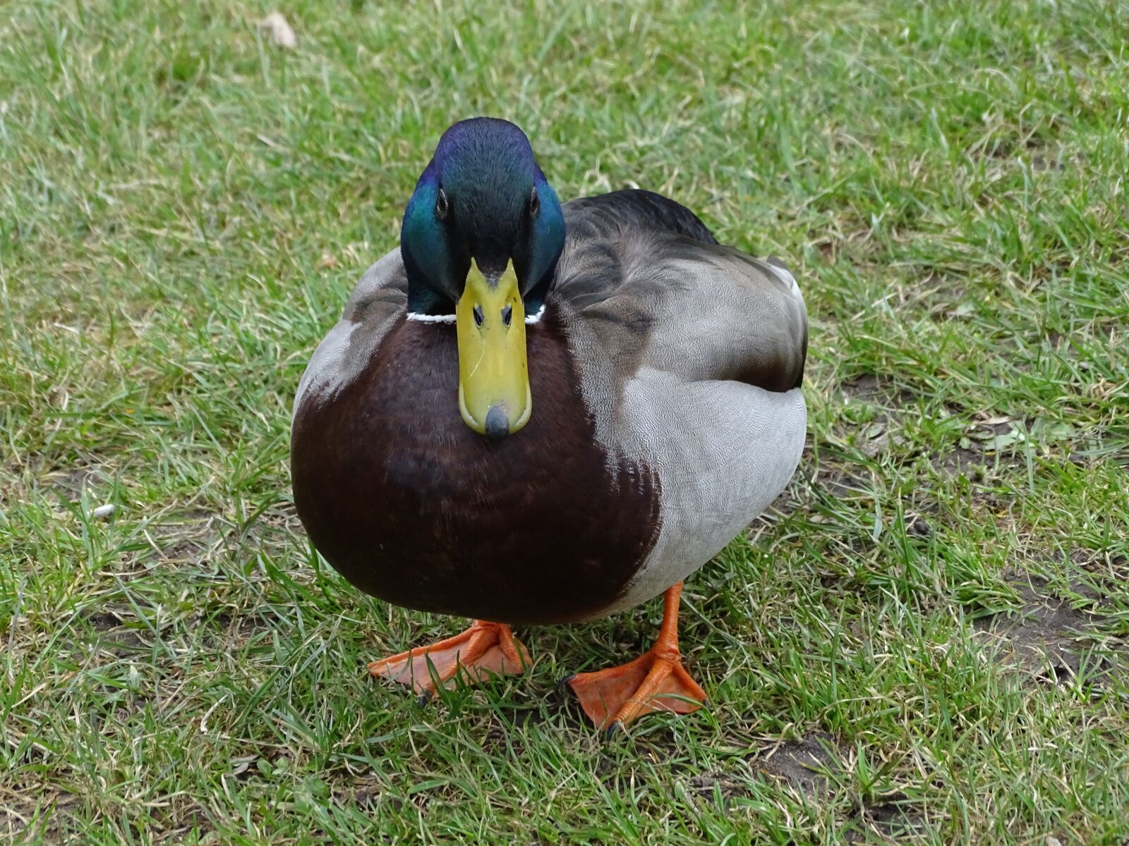 Sony Cyber-shot DSC-HX400V sample photo. Bird, grass, nature photography