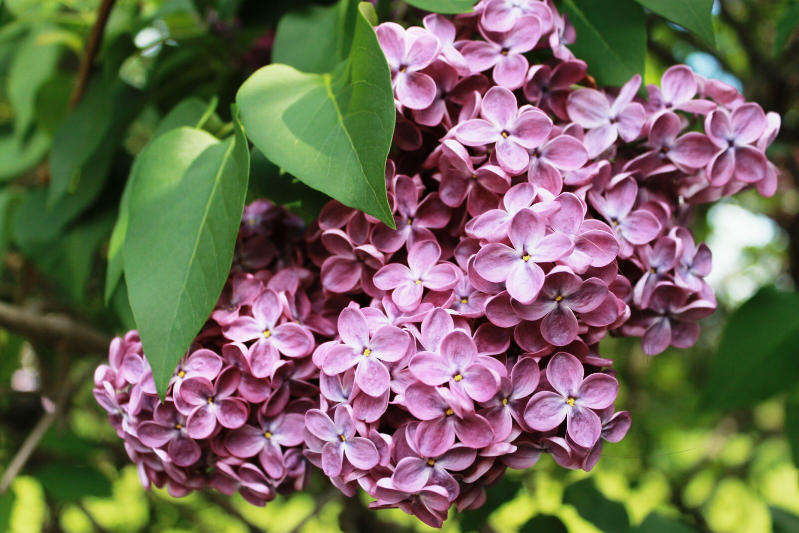 Canon EOS 1100D (EOS Rebel T3 / EOS Kiss X50) sample photo. Flowers, spring, lilac photography