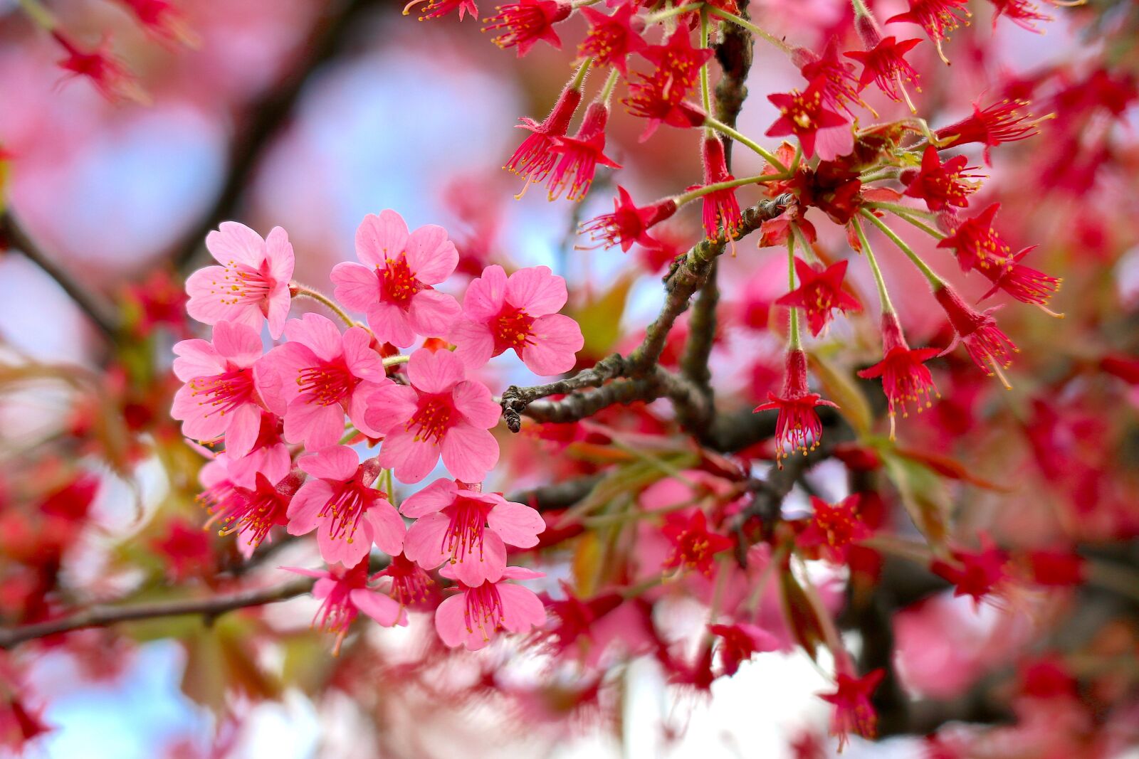 Canon EOS M100 sample photo. Spring blossoms, pink, branches photography