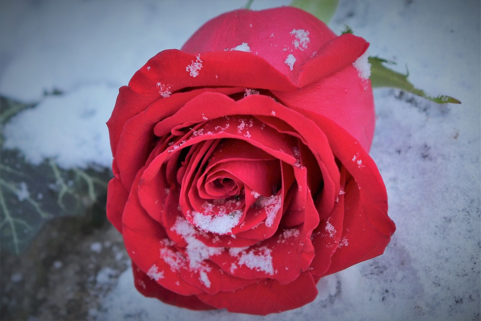 Canon EOS 200D (EOS Rebel SL2 / EOS Kiss X9) sample photo. Red rose in snow photography