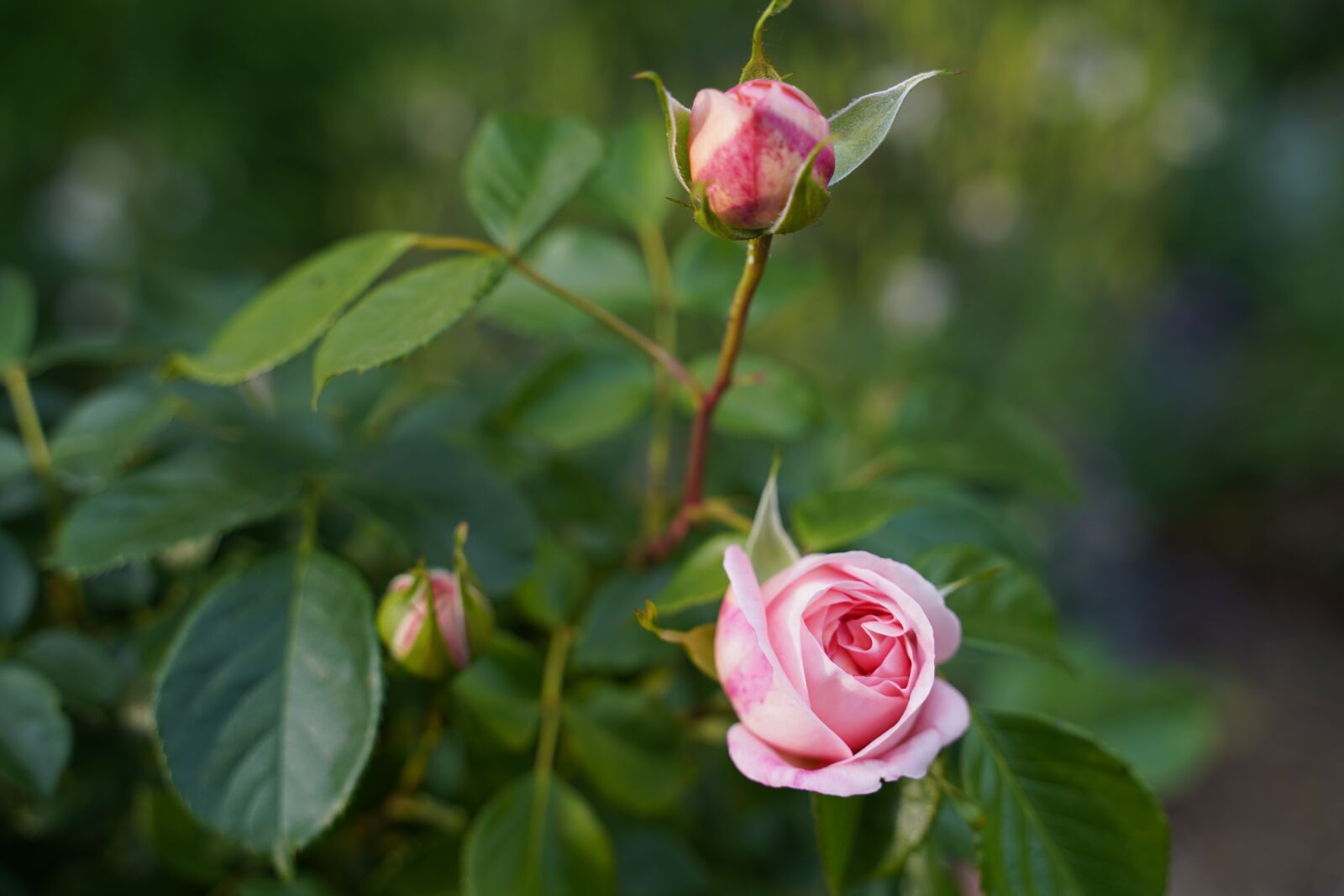 Sony a7 III sample photo. Garden, pink, roses photography
