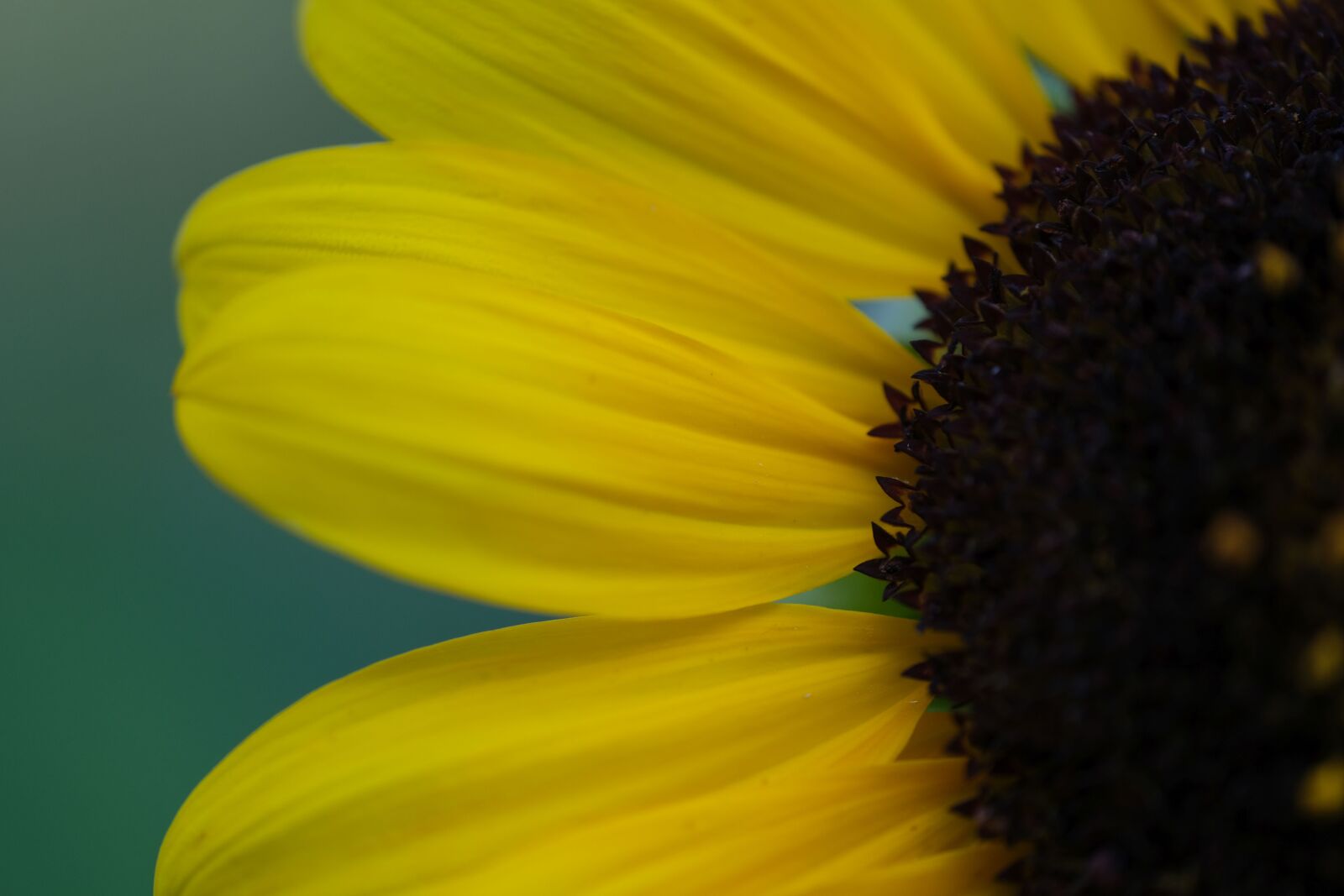 Fujifilm X-T3 sample photo. Sunflower, macro photography, yellow photography