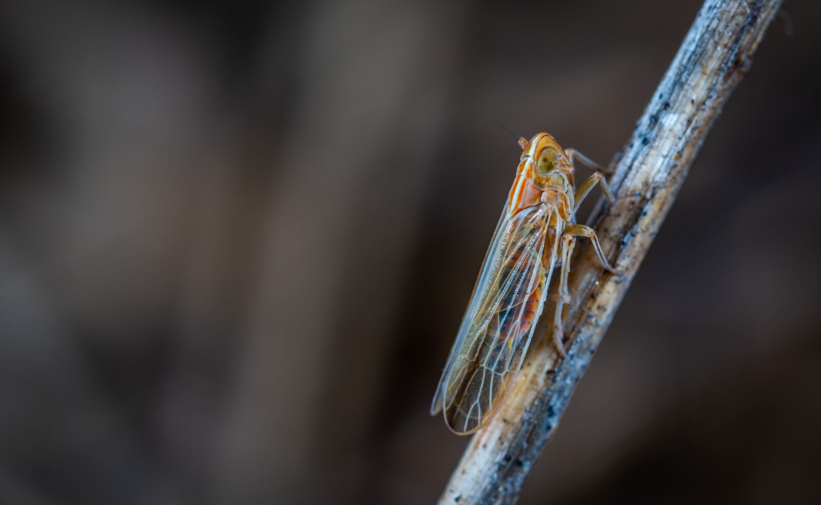 Sony a7R II sample photo. No one, insect, nature photography