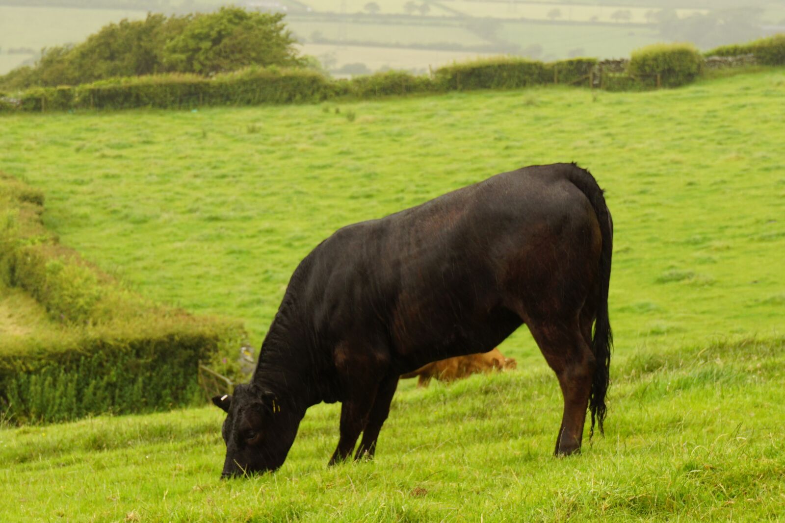 Sony a5100 sample photo. Bull, nature, green photography
