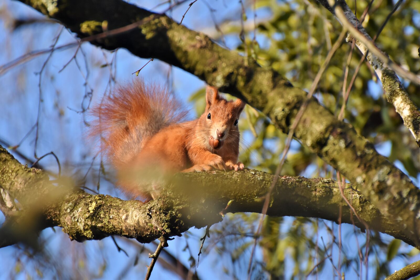 Nikon D7200 sample photo. Squirrel, verifiable kitten, rodent photography