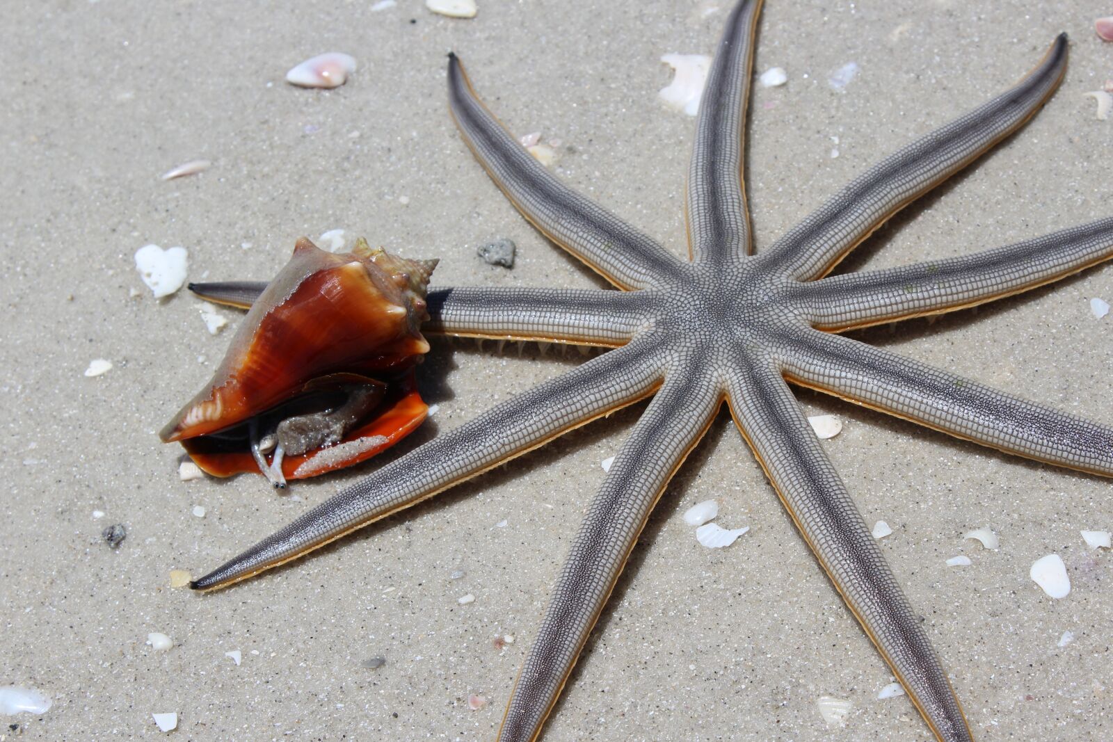 Canon EOS 1200D (EOS Rebel T5 / EOS Kiss X70 / EOS Hi) sample photo. Animals, beach, starfish photography