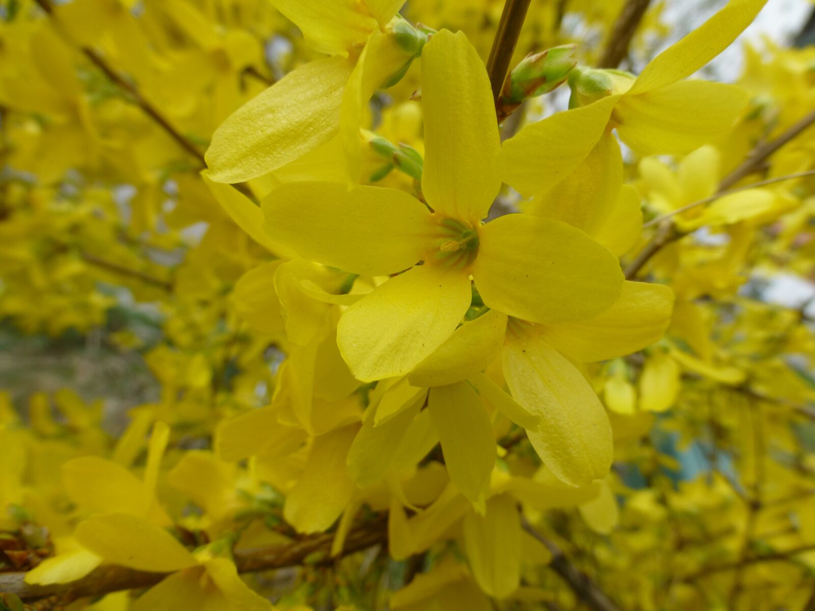 Panasonic DMC-TZ31 sample photo. Flowers, yellow, close up photography