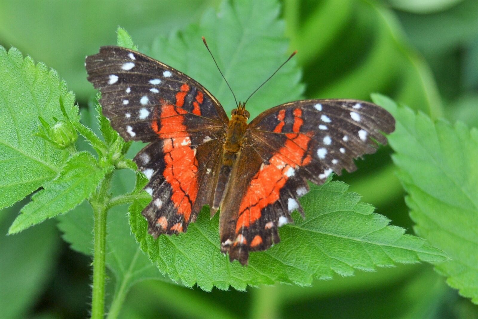 Nikon D3100 sample photo. Butterfly, garden, nature photography