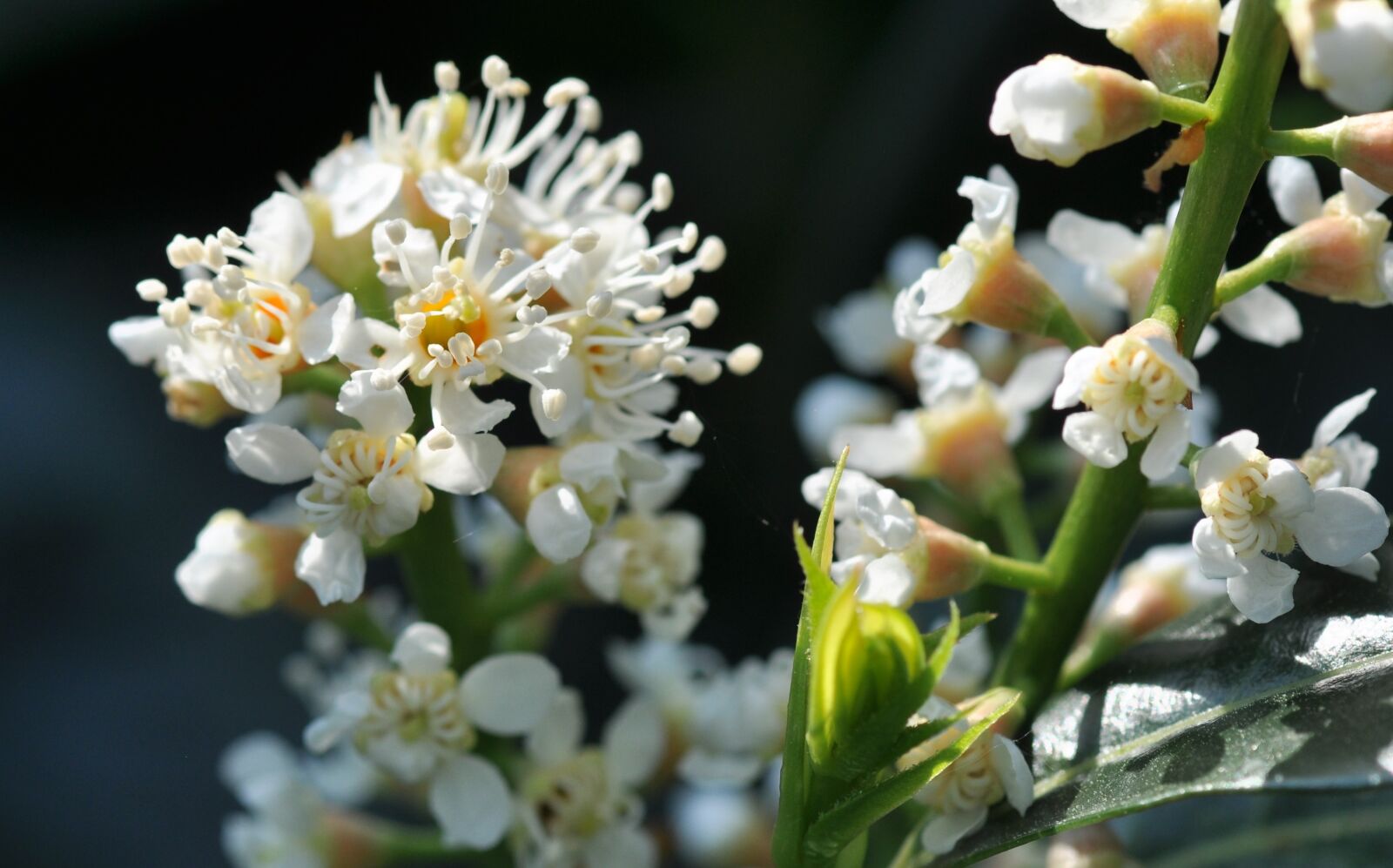 Nikon D90 sample photo. White, flowers, bloom photography