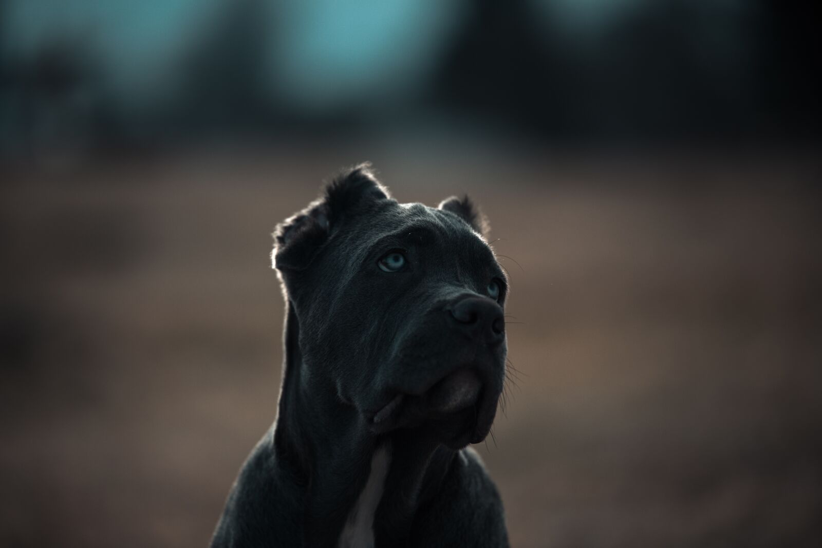 Canon EOS 6D sample photo. Bandog, puppy, blue eyes photography