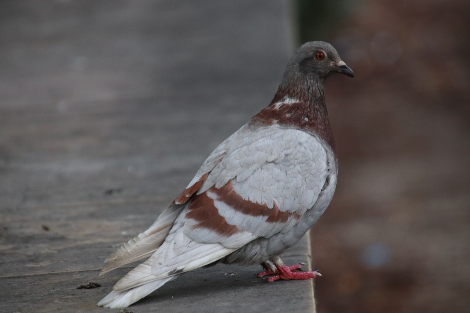 Canon EOS 800D (EOS Rebel T7i / EOS Kiss X9i) sample photo. Pigeon, birds, familiar photography
