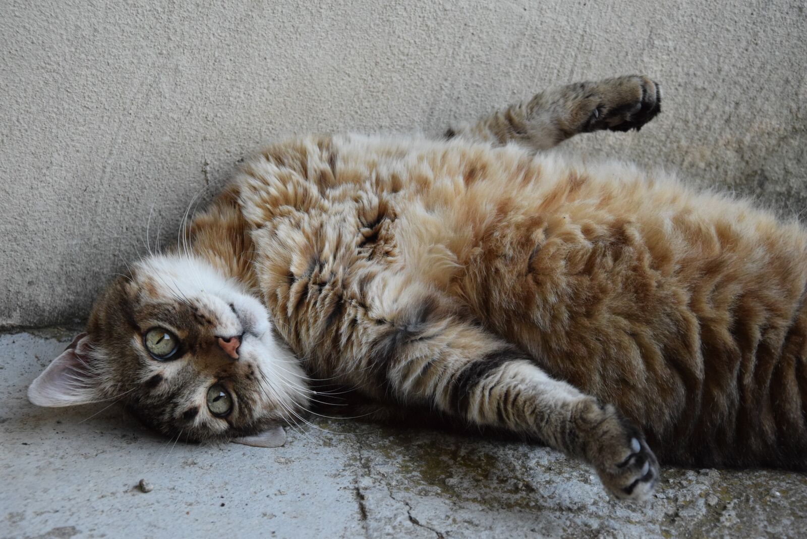Nikon D5300 sample photo. Cat, animal, domestic animal photography