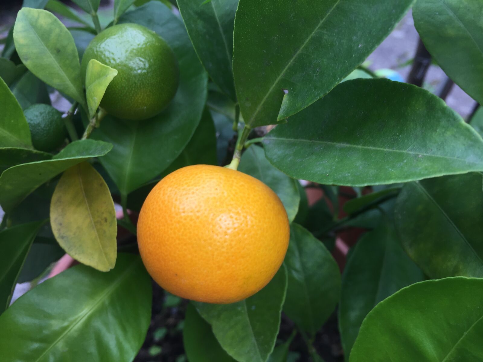 iPhone 6 back camera 4.15mm f/2.2 sample photo. Lemon, fruits, food photography