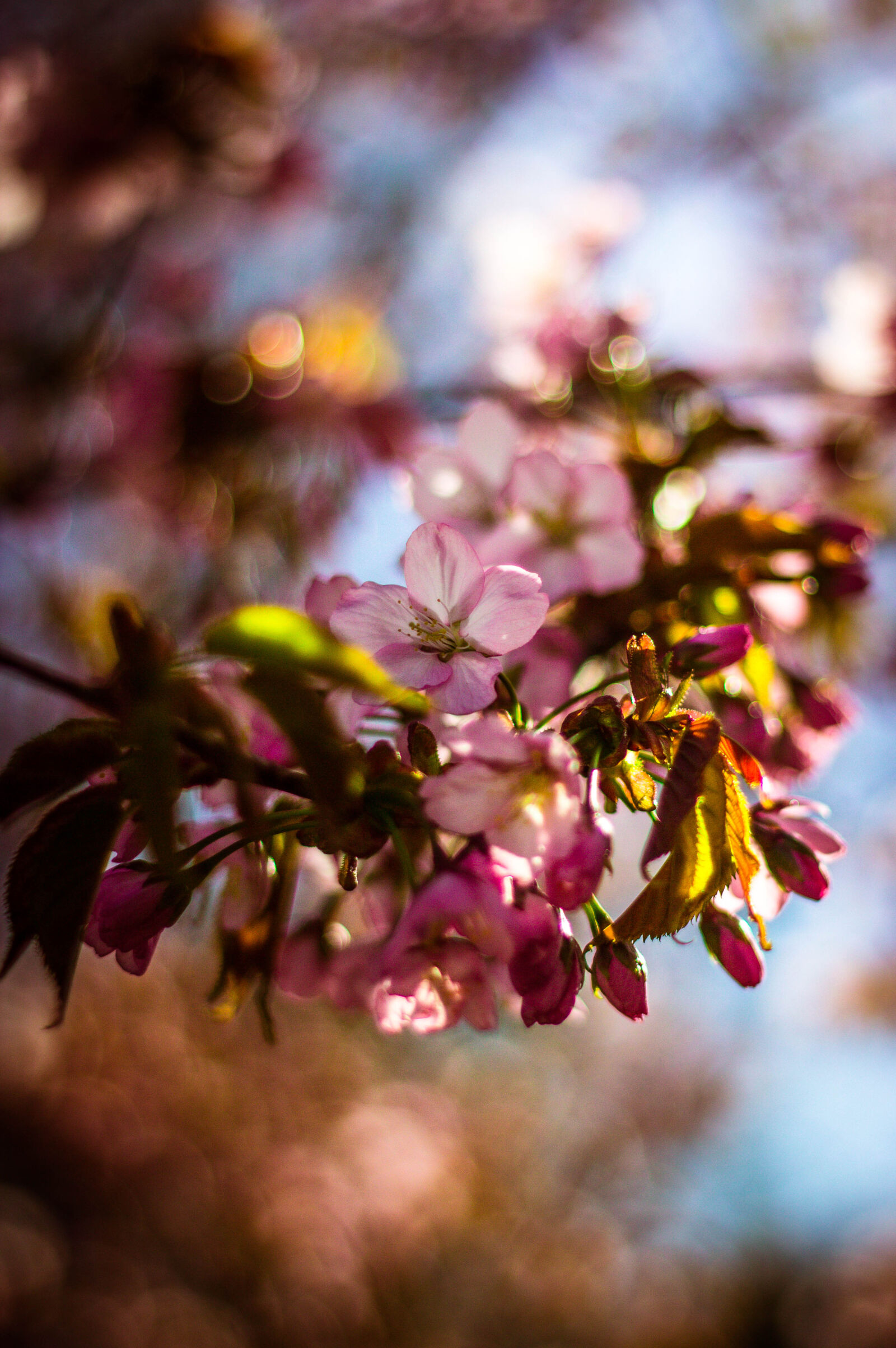 Canon EOS 600D (Rebel EOS T3i / EOS Kiss X5) + Canon EF 50mm F1.8 II sample photo. Blur, buds, close, up photography