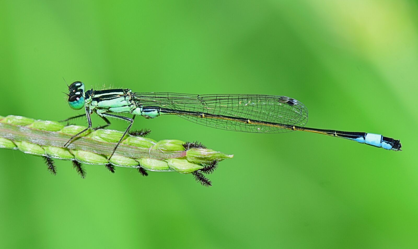 Nikon D5300 sample photo. Nature, damselfly, insect photography