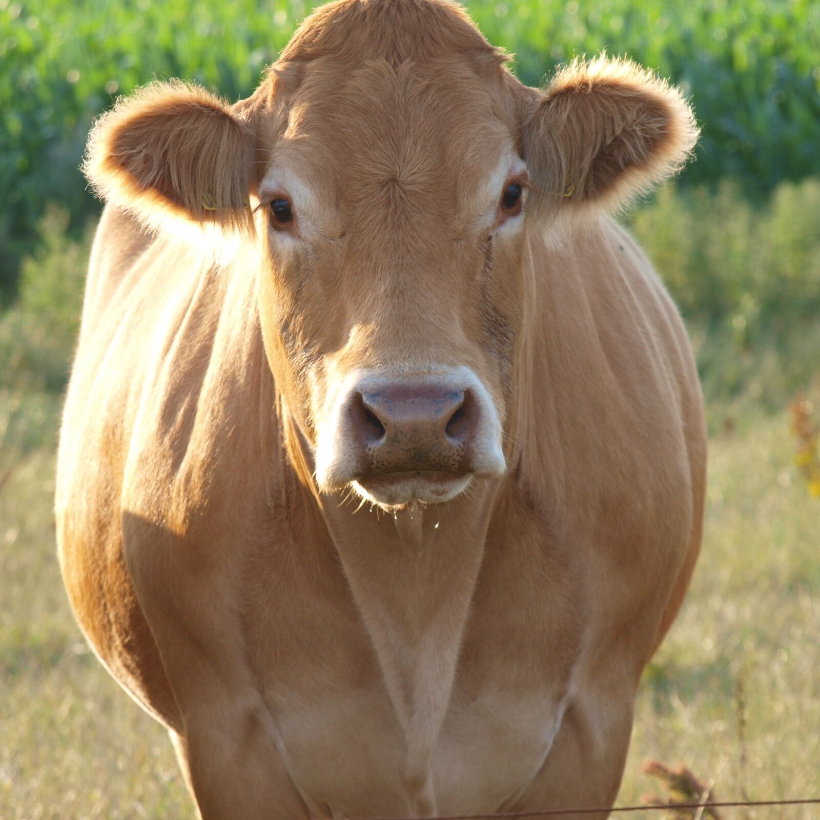 Olympus E-420 (EVOLT E-420) sample photo. Mammals, farmhouse, expensive photography