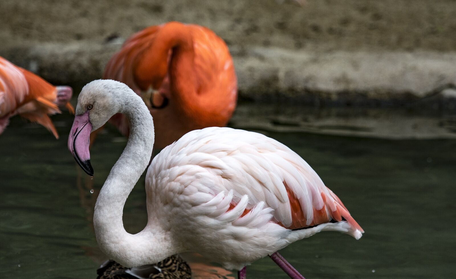 Canon EF 100-400mm F4.5-5.6L IS USM sample photo. Flamingo, bird, zoo photography