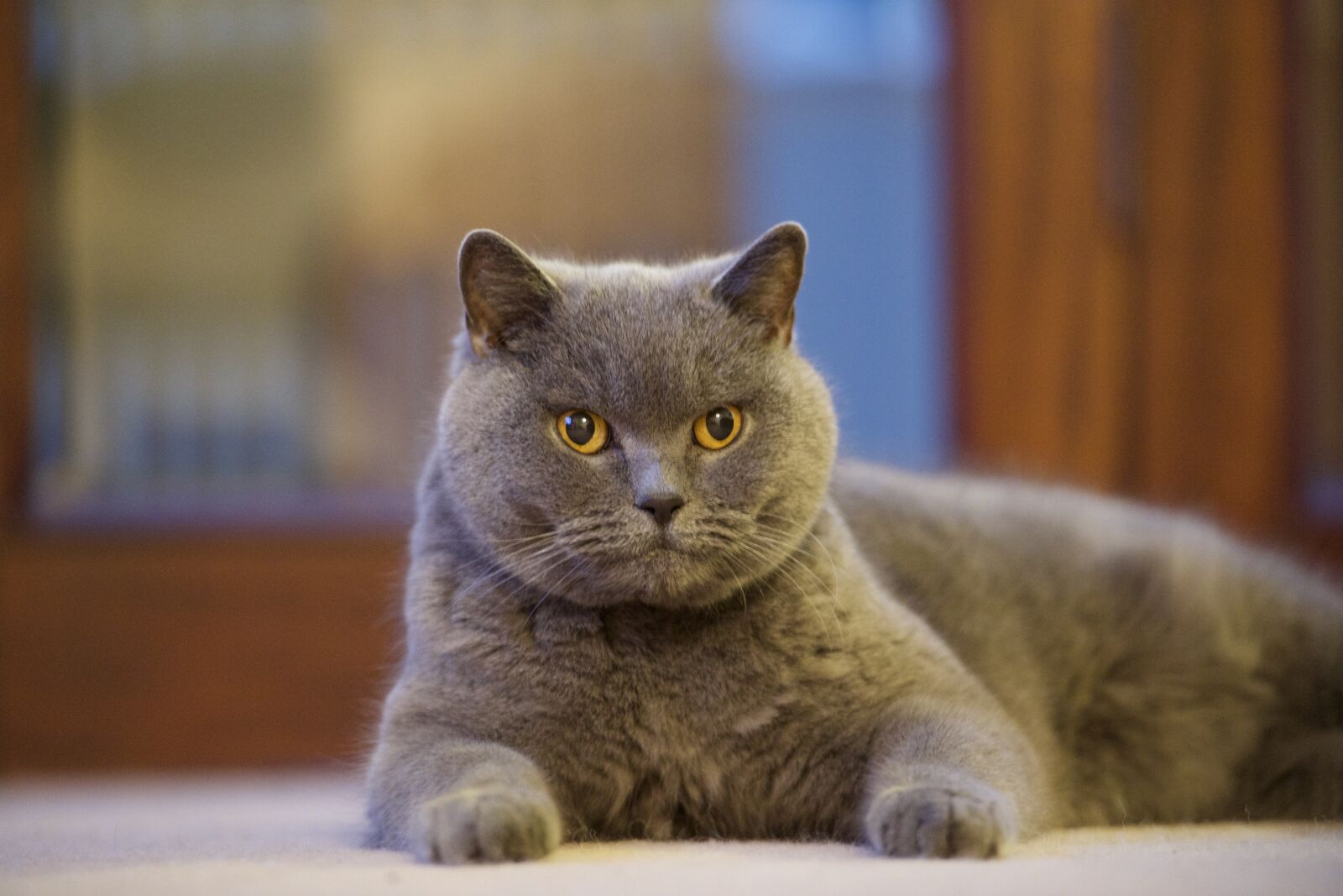 Nikon D5 sample photo. British, blue, cat photography