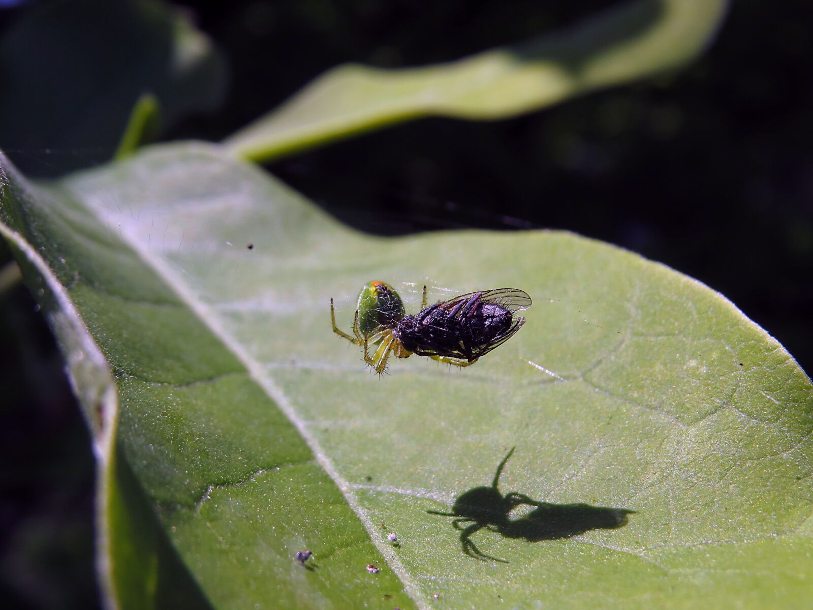 Canon PowerShot SX50 HS sample photo. Spider, prey, fly photography