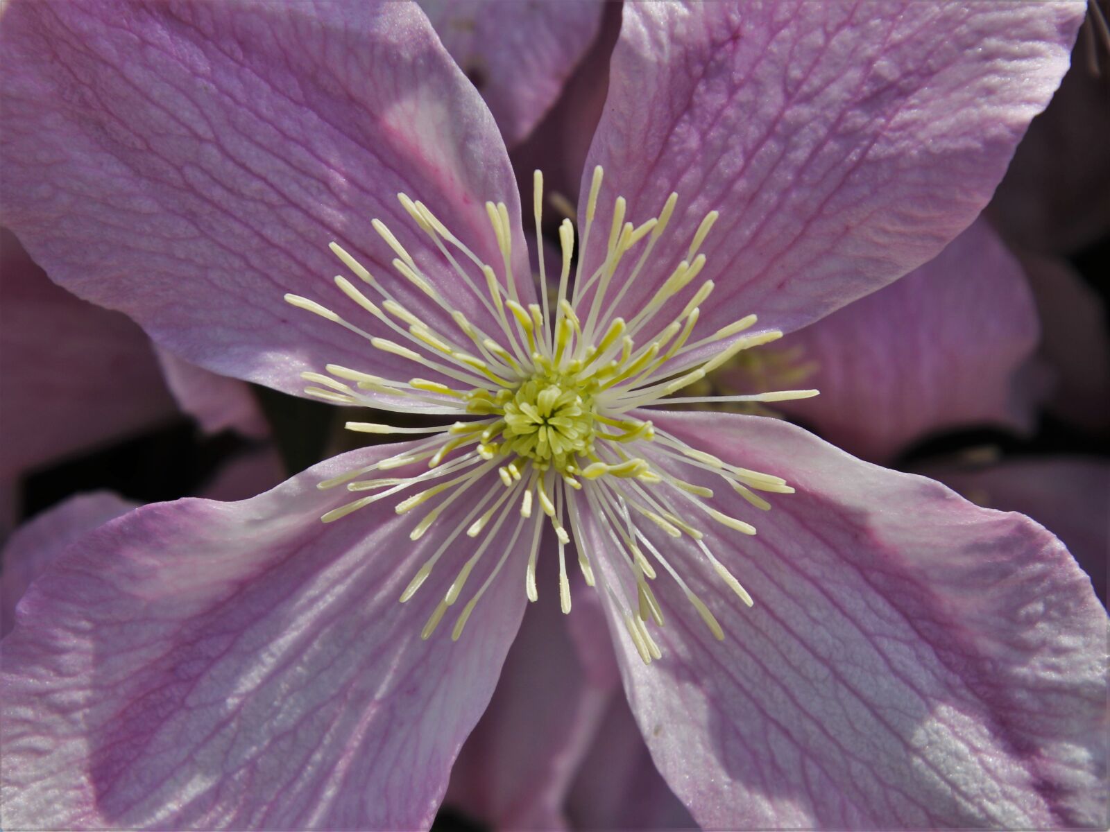 Canon EOS 80D sample photo. Inflorescence, clematis, flora photography