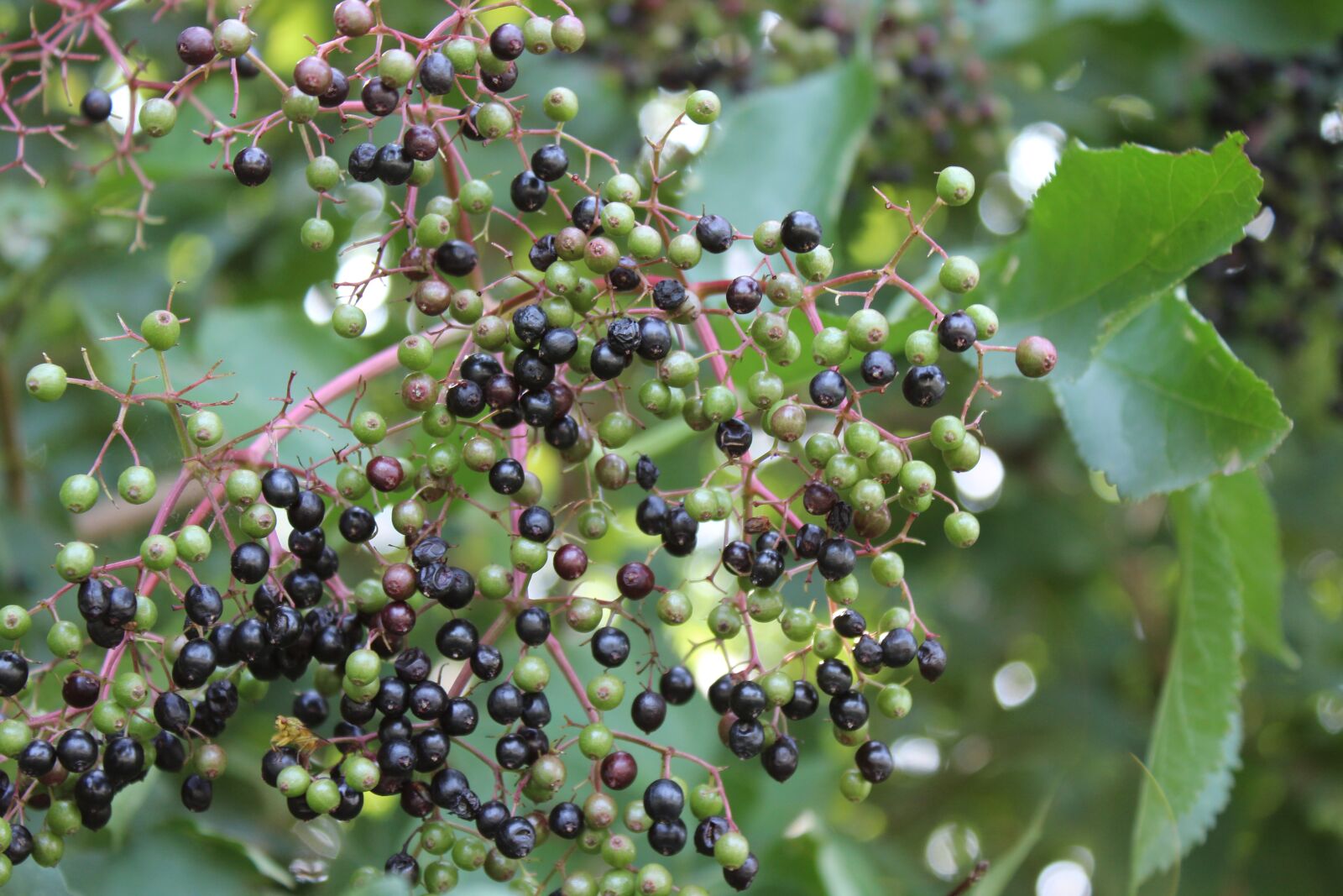 Canon EOS 1300D (EOS Rebel T6 / EOS Kiss X80) sample photo. Berries, bed, bush photography