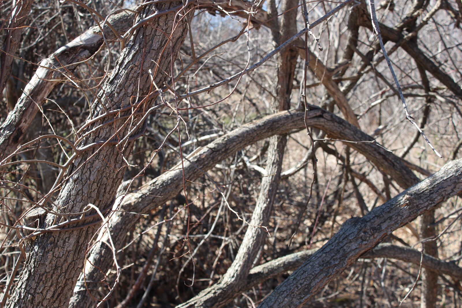 Canon EOS 1300D (EOS Rebel T6 / EOS Kiss X80) sample photo. Branches, limbs, trees photography