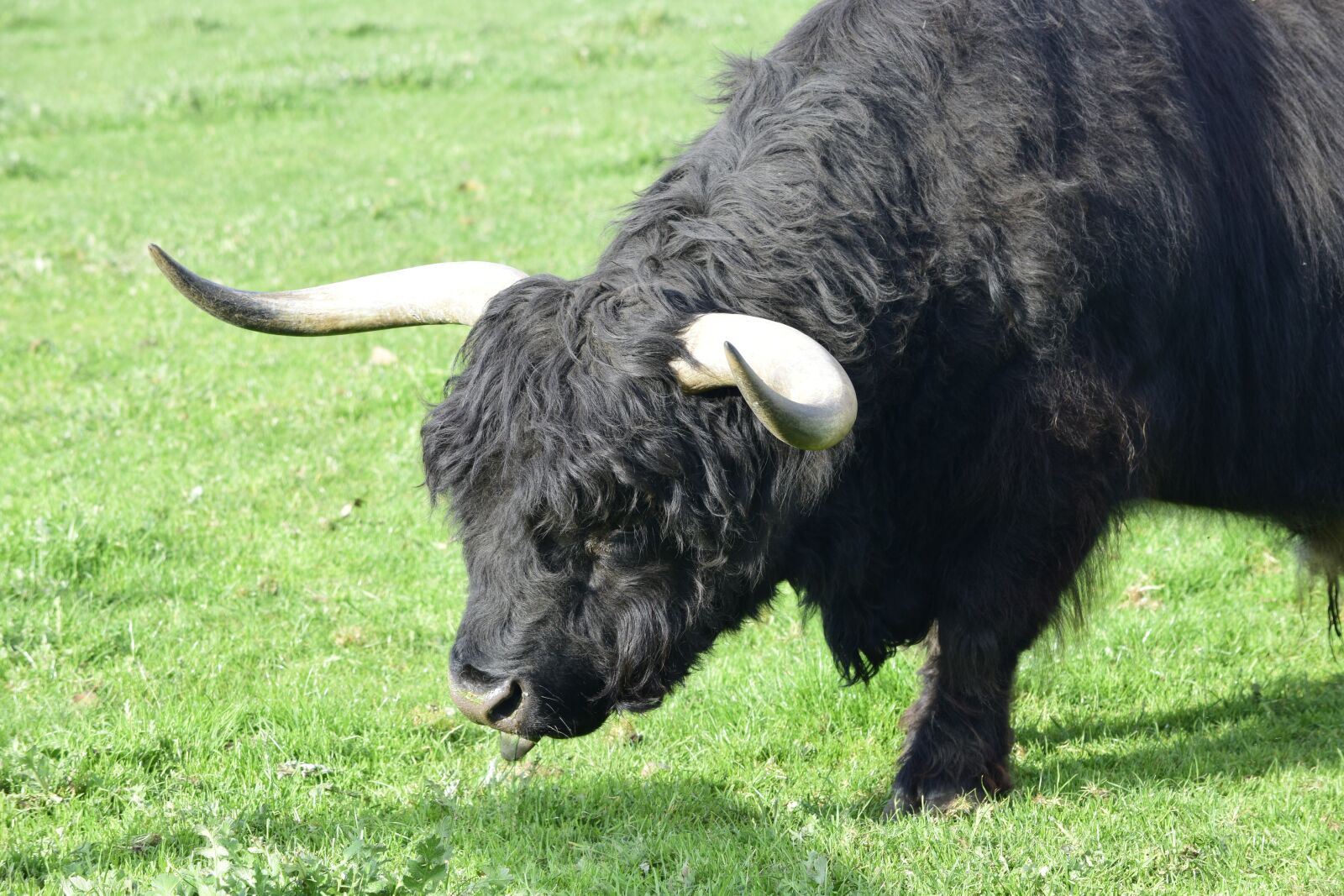 Nikon D5300 sample photo. Cow, black cow, horns photography