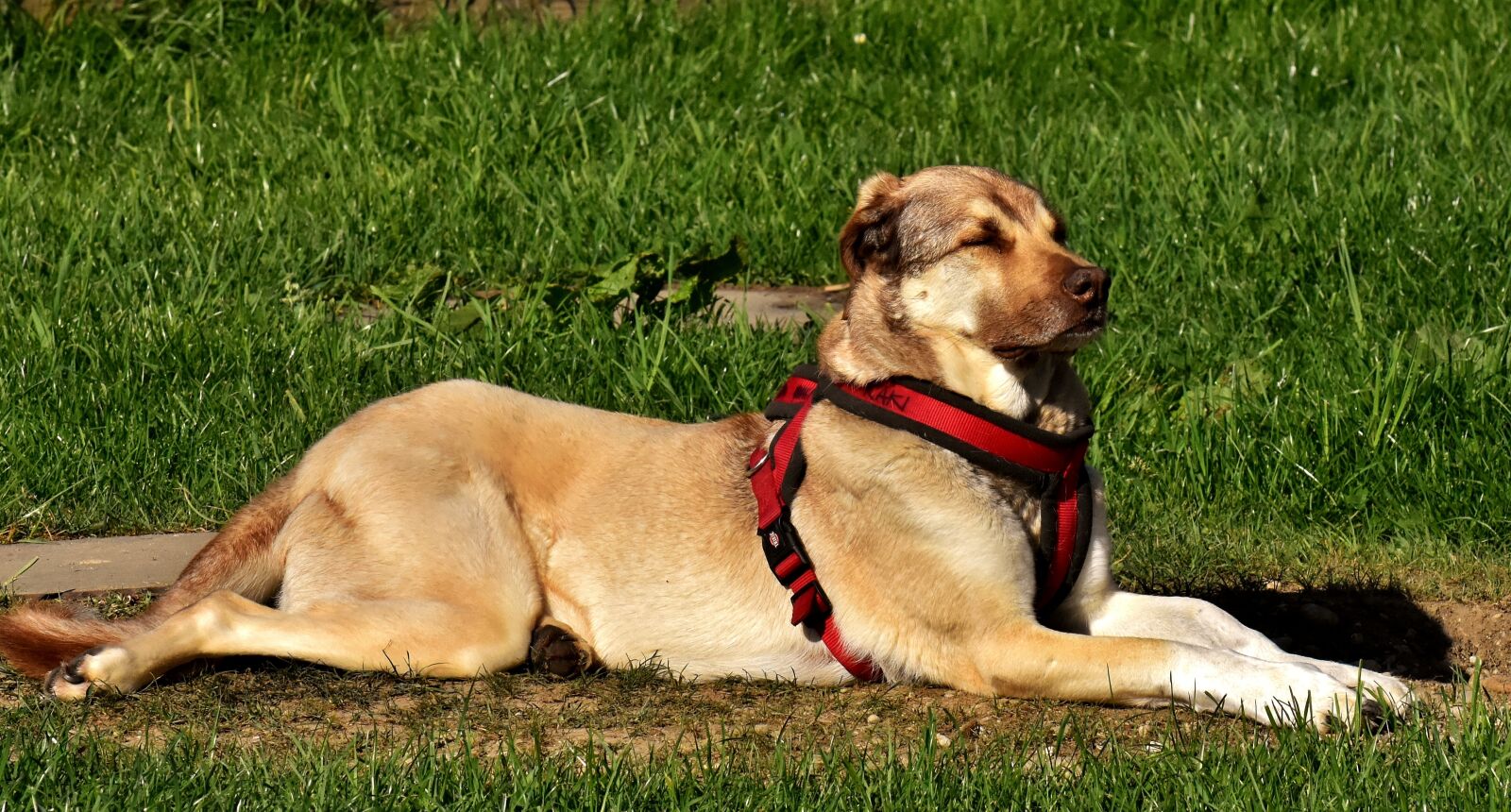 Nikon D7200 sample photo. Dog, fur, animal photography