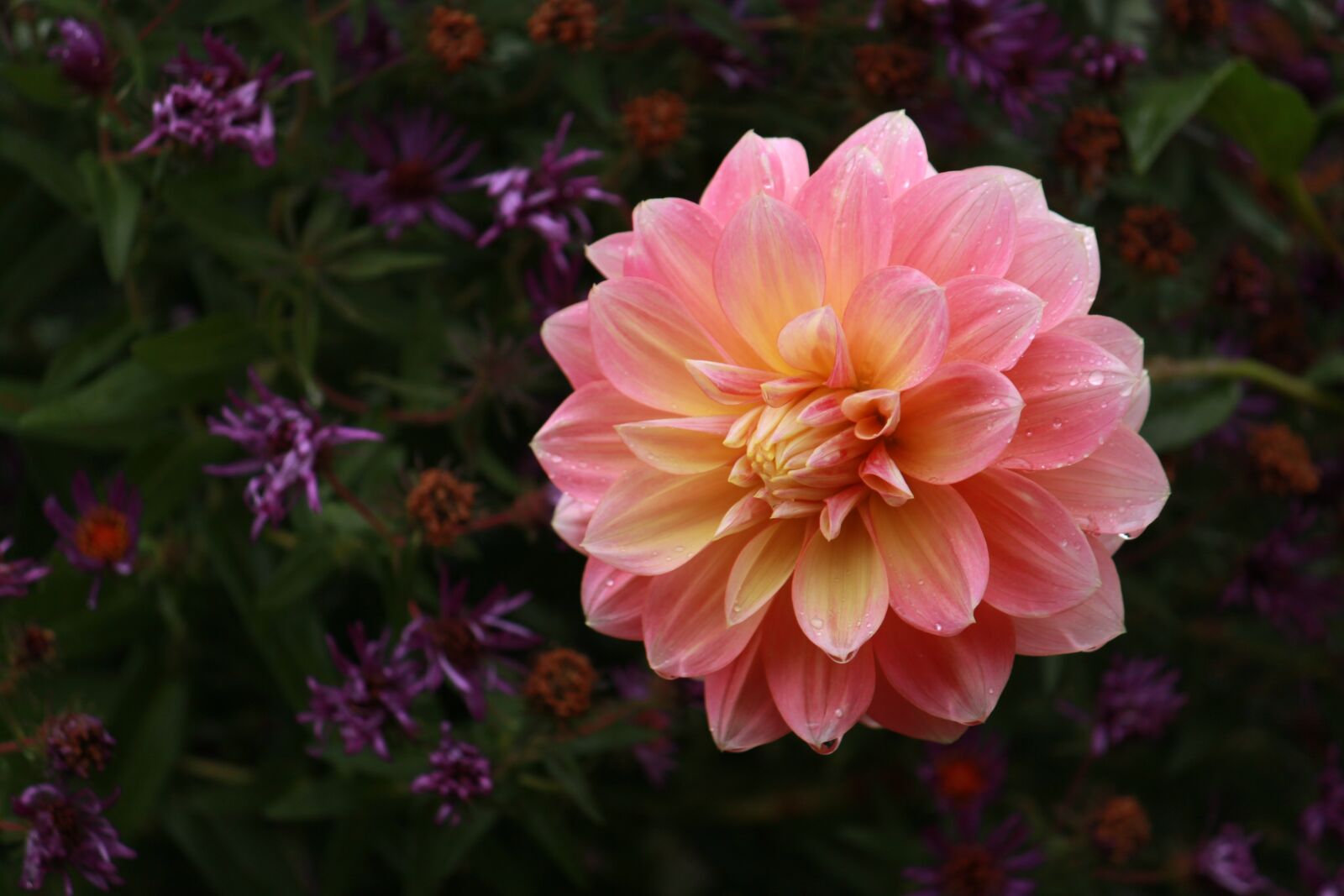 Canon EOS 500D (EOS Rebel T1i / EOS Kiss X3) sample photo. Flower, petal, blossom photography