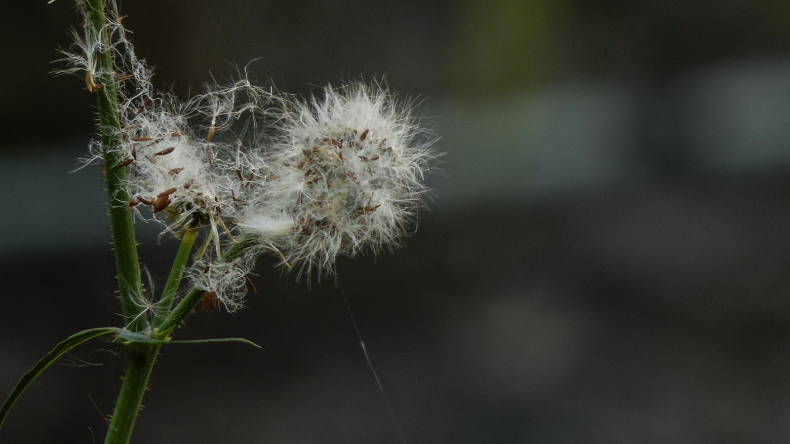 Samsung WB2200F sample photo. Flora, natura, beauty photography
