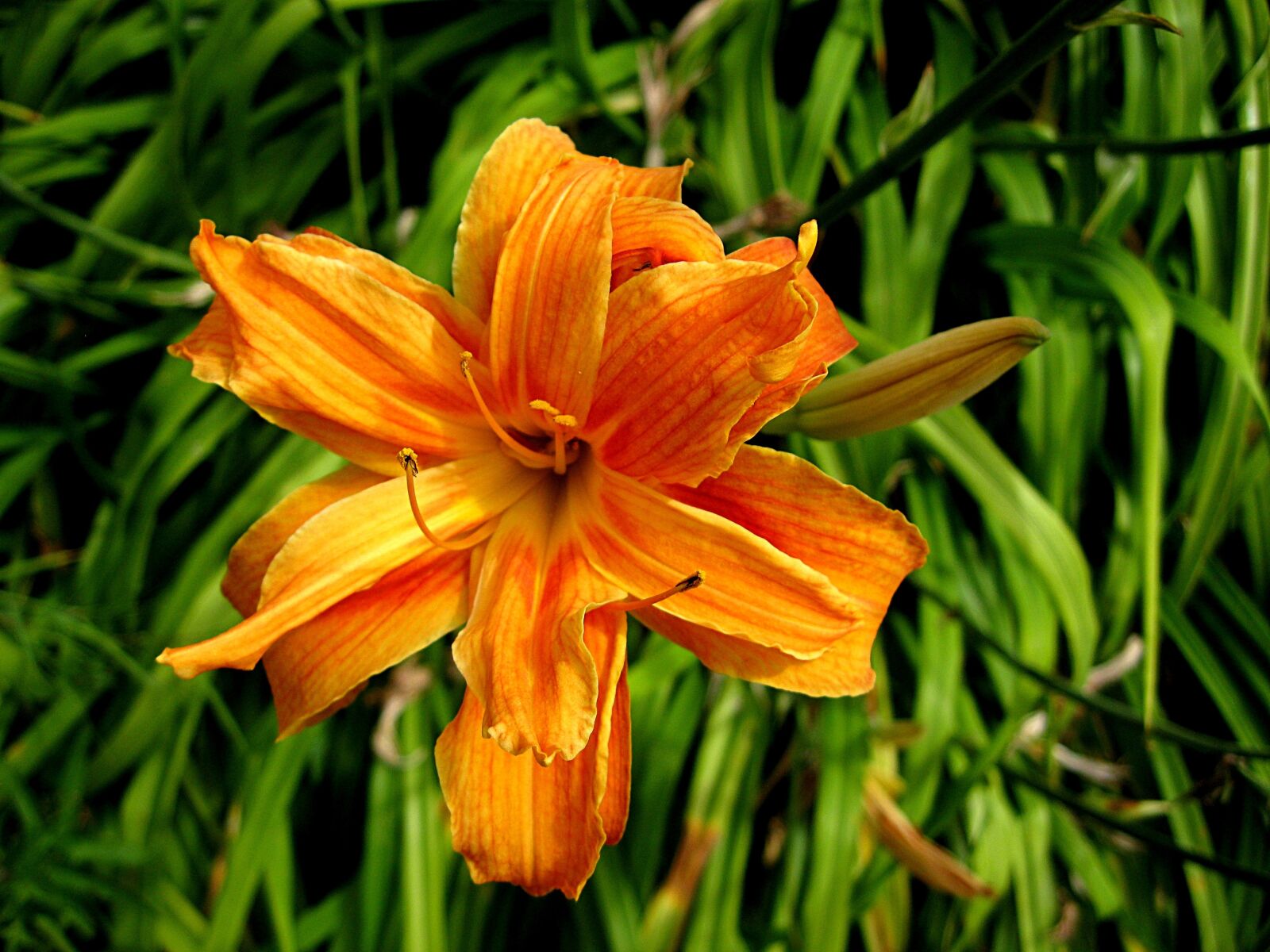 Canon PowerShot A3000 IS sample photo. Flower, summer, orange photography