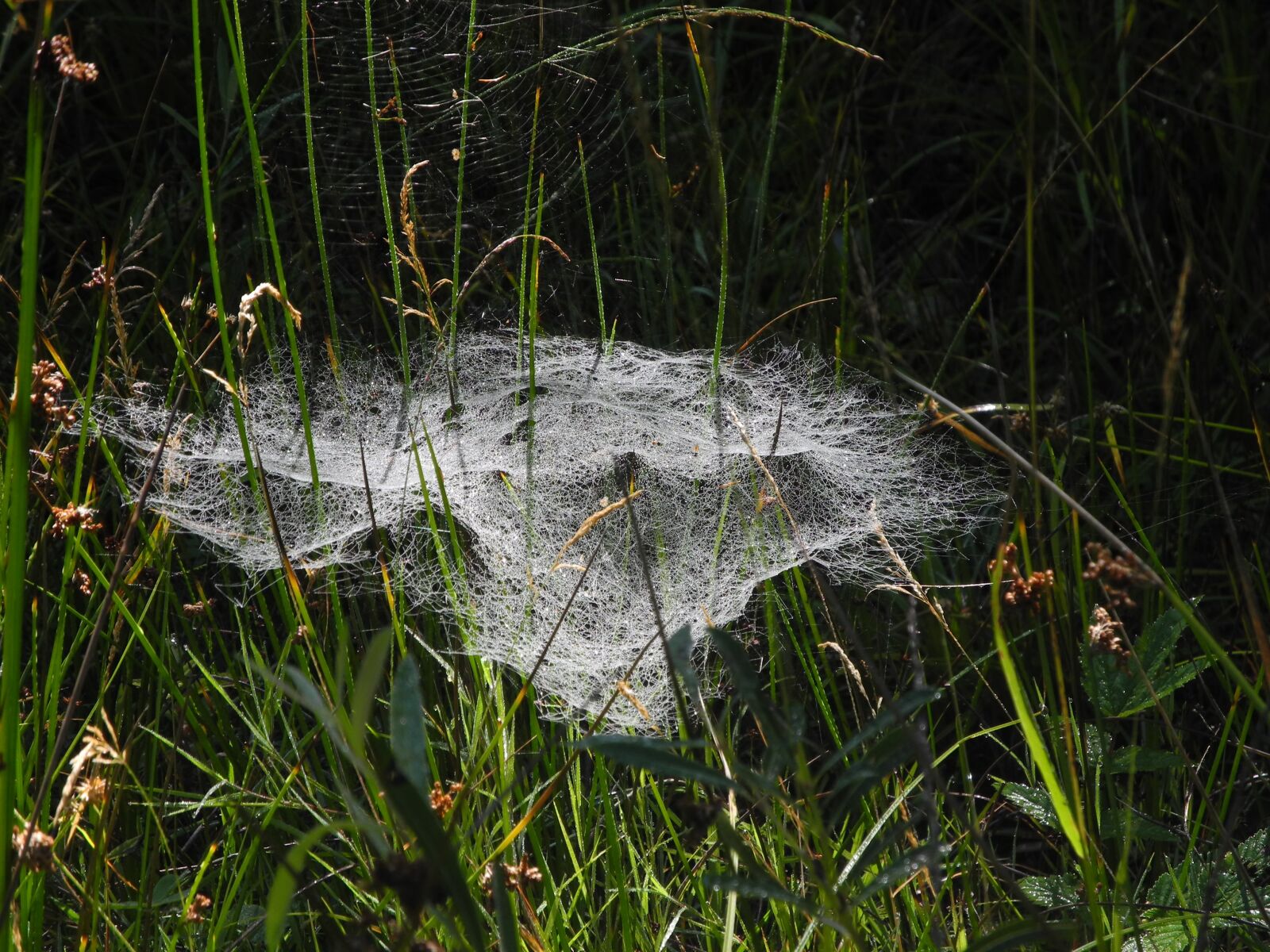 Nikon Coolpix P7000 sample photo. Spider webs, dew, meadow photography