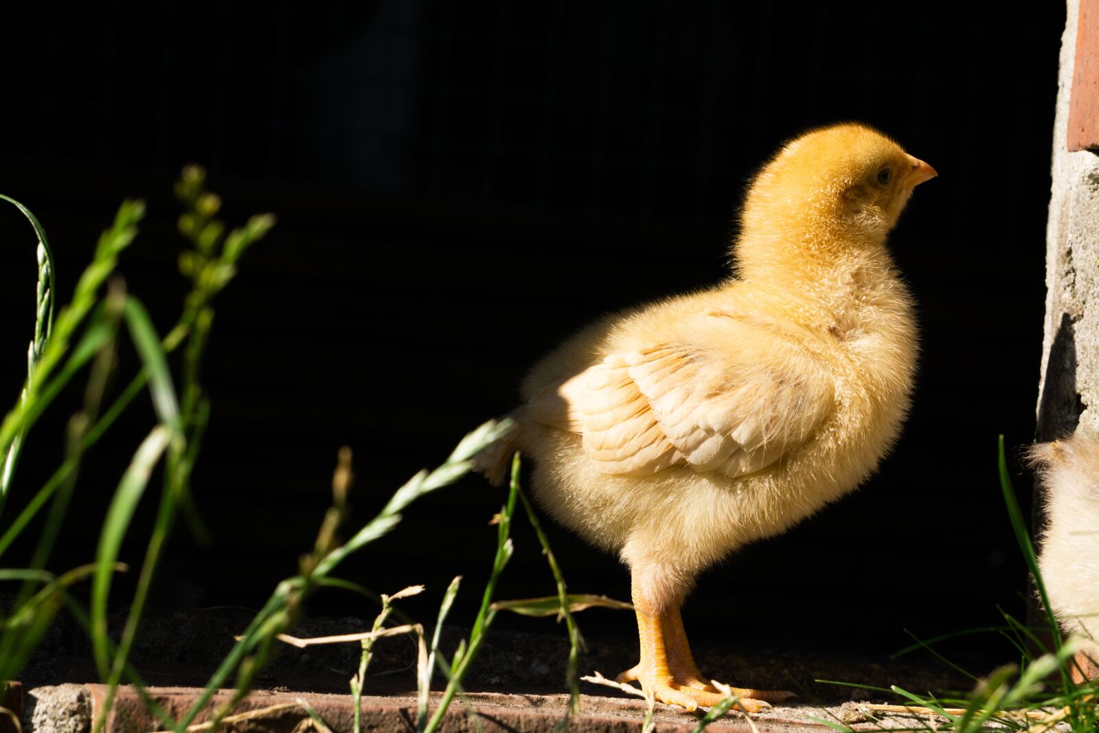 Sony a6000 sample photo. Chick, small, young photography