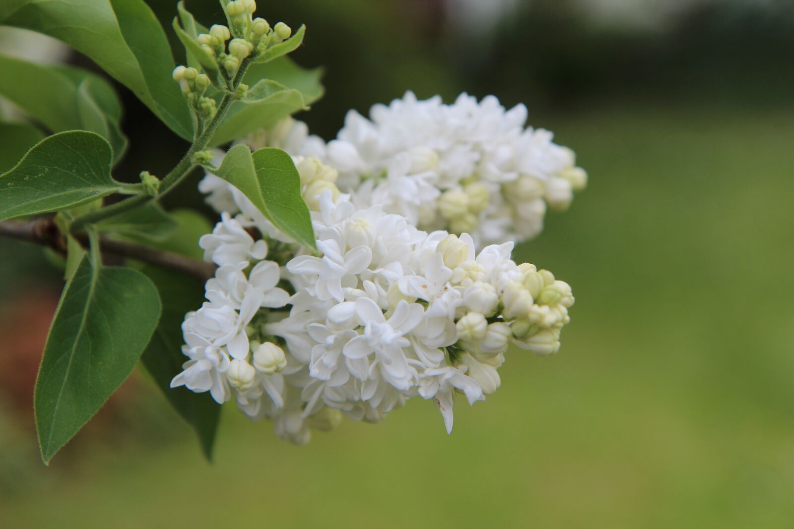 Canon EOS 600D (Rebel EOS T3i / EOS Kiss X5) sample photo. Lilac, white lilac, lilac photography