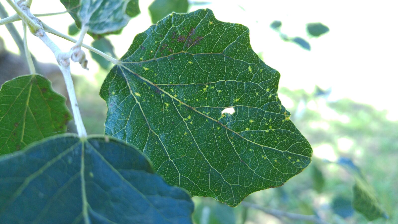 LG G4 sample photo. Leaf, tree, green photography