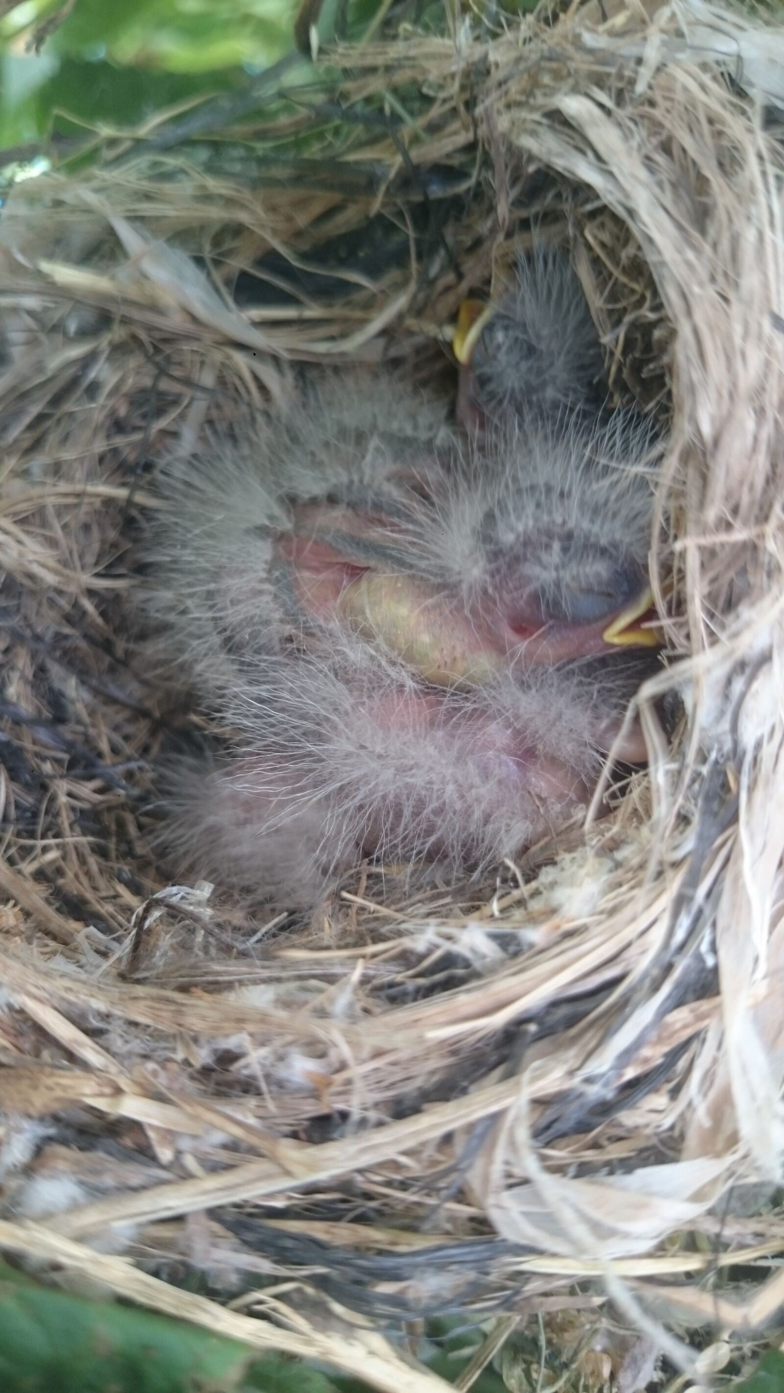 Sony Xperia Z1 sample photo. Nest, birds, nature photography