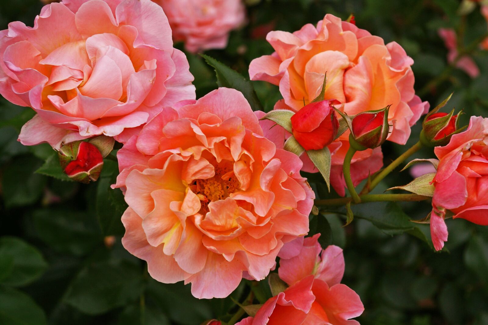 Pentax *ist DL2 sample photo. Roses, garden roses, flowers photography