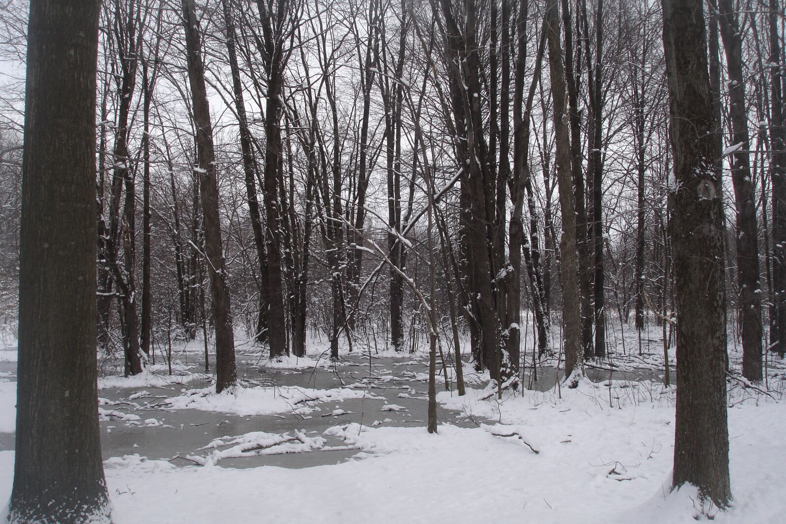 Sony DSC-P200 sample photo. Winter, landscape, snow photography