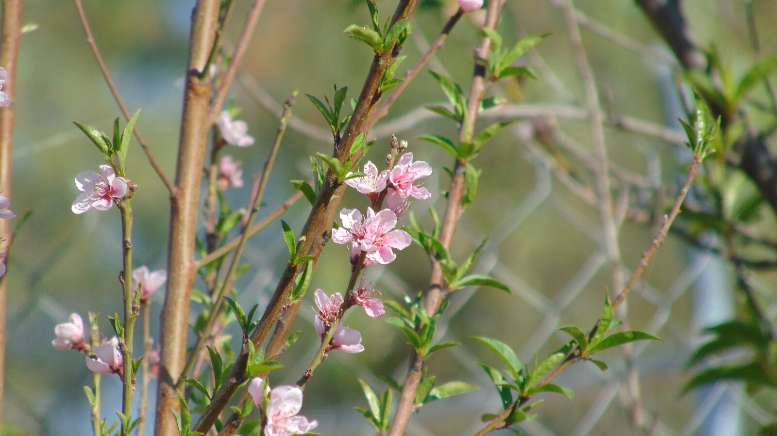 Sony Cyber-shot DSC-H300 sample photo. Flower, flowers, fiore photography