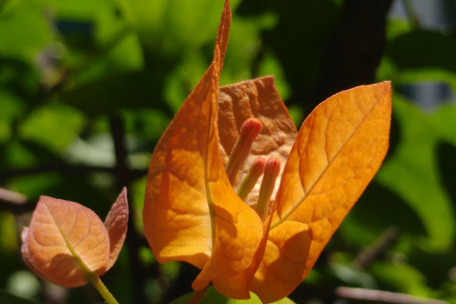 LG G5 sample photo. Bougainvillea, pistil, petal photography