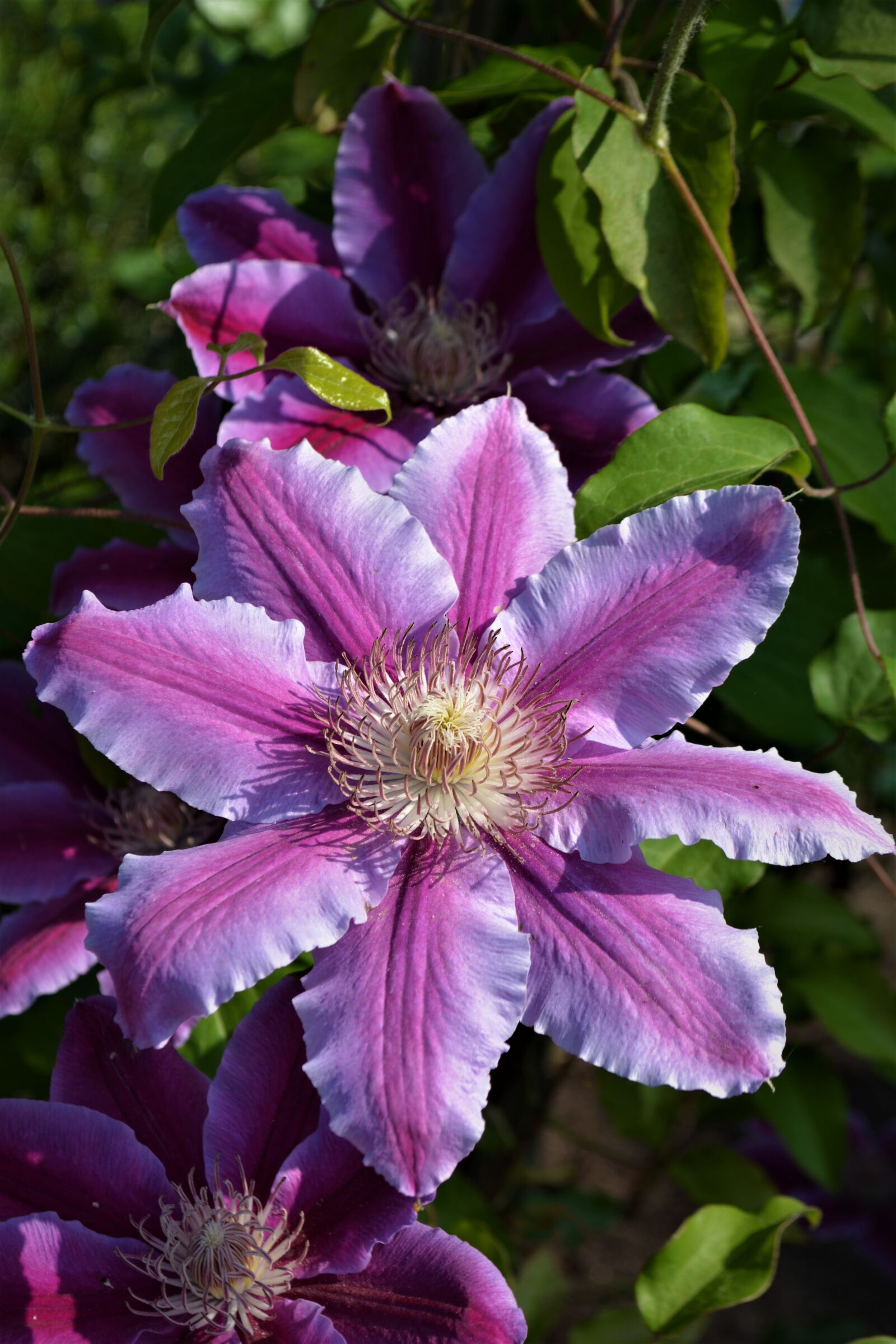 Nikon D5200 sample photo. Flower, blossom, bloom photography