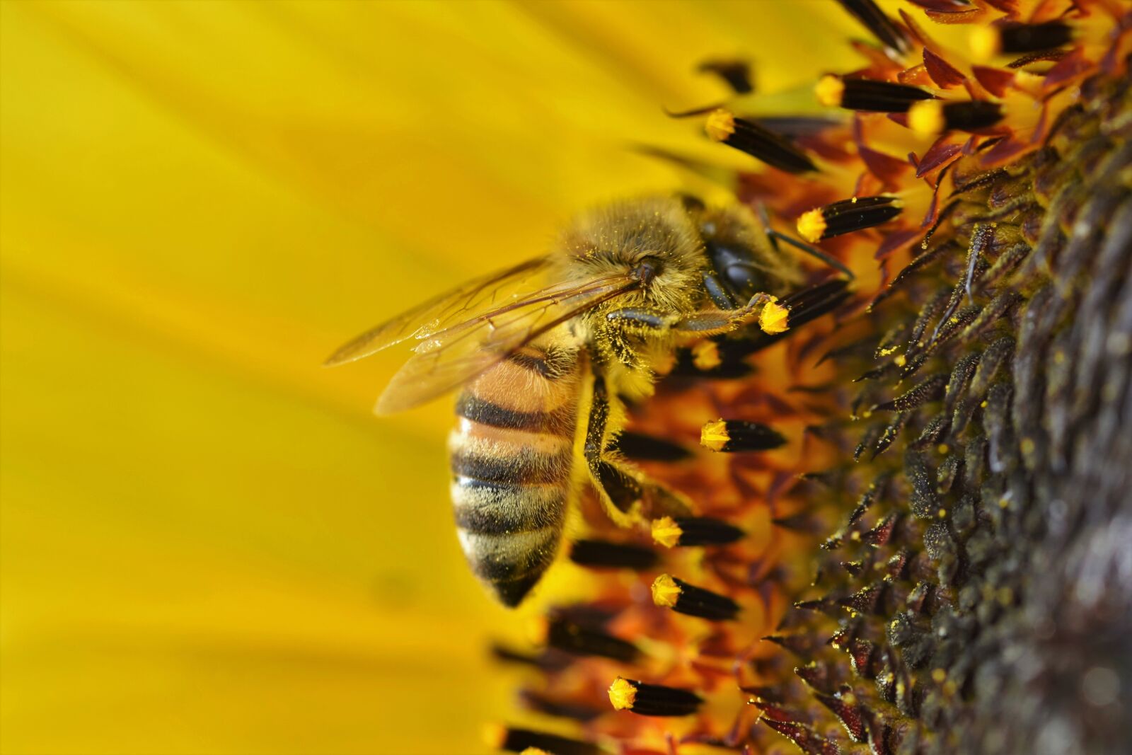 Nikon D7200 sample photo. Sunflower, bee, insect photography