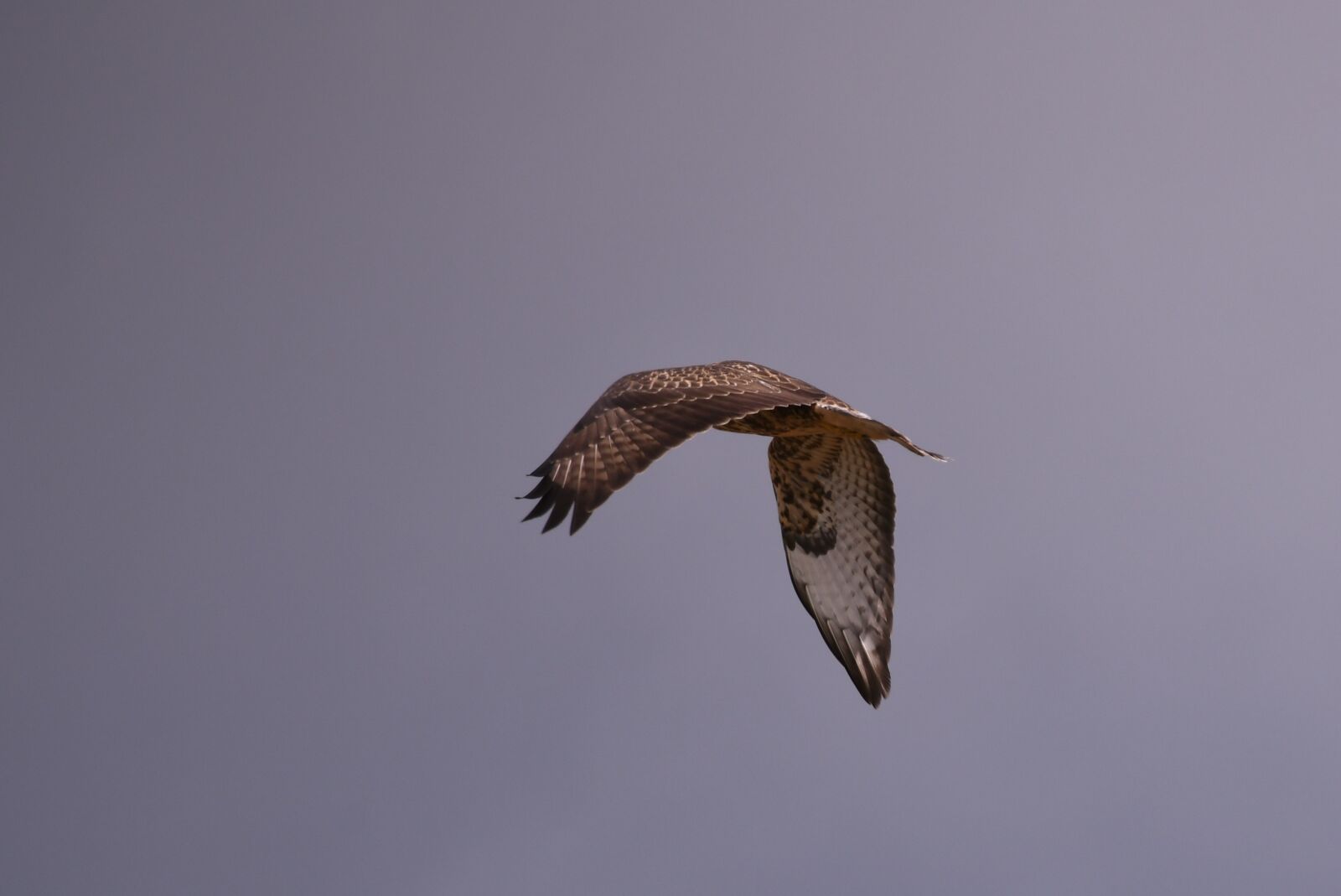 Nikon D500 sample photo. Common buzzard, bird of photography