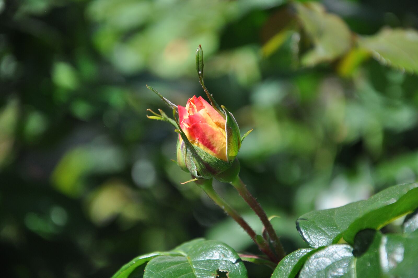 Nikon D90 sample photo. Rose, bud, blossom photography