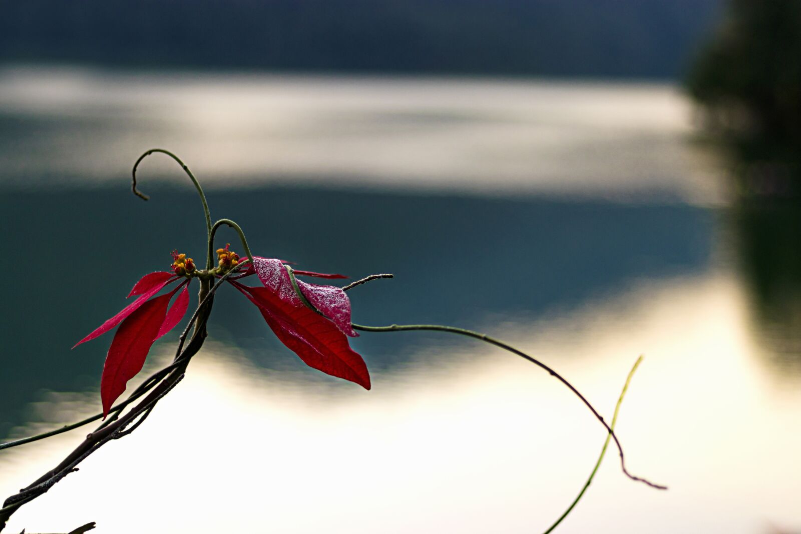 Canon EF 50mm F1.8 STM sample photo. Flower, nature, lake photography