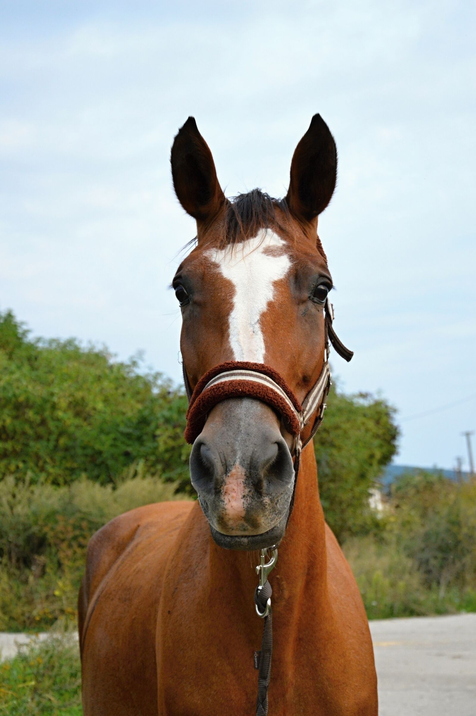 Nikon D3200 sample photo. Horse, equine, mare photography