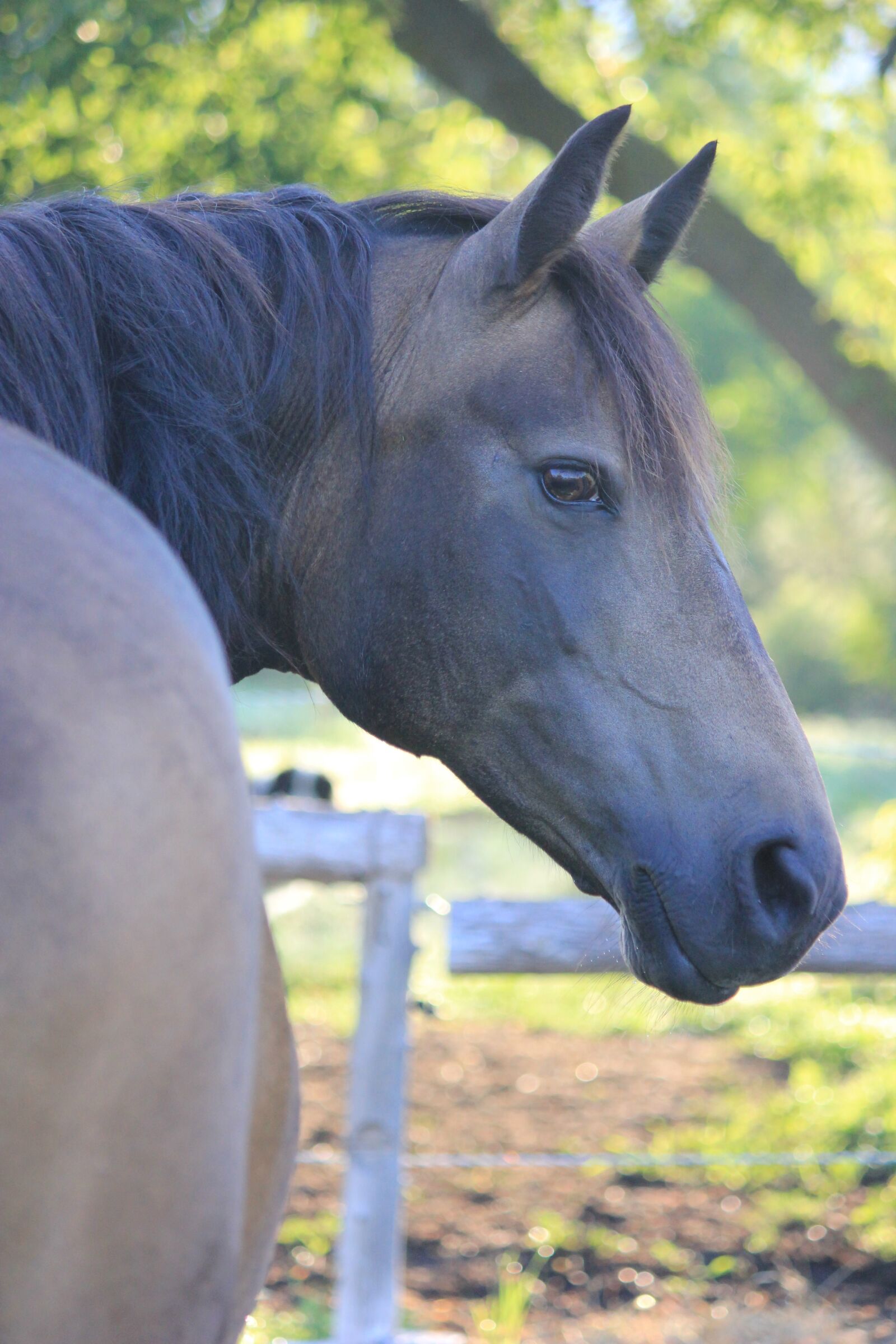 Canon EOS 550D (EOS Rebel T2i / EOS Kiss X4) sample photo. Mammal, animal, farm photography