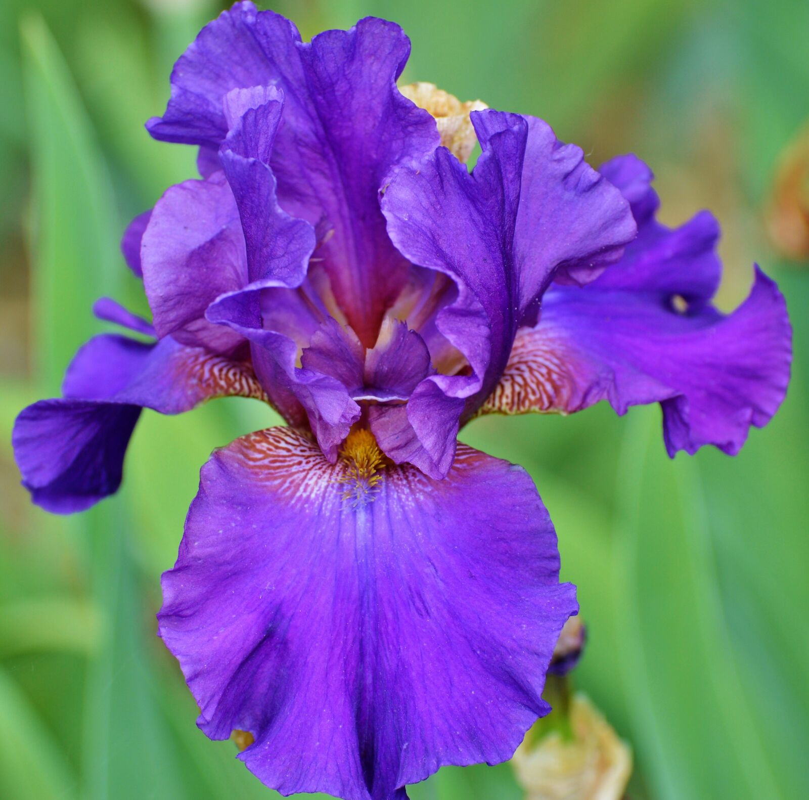 Nikon D3200 sample photo. Iris, flower, lily photography