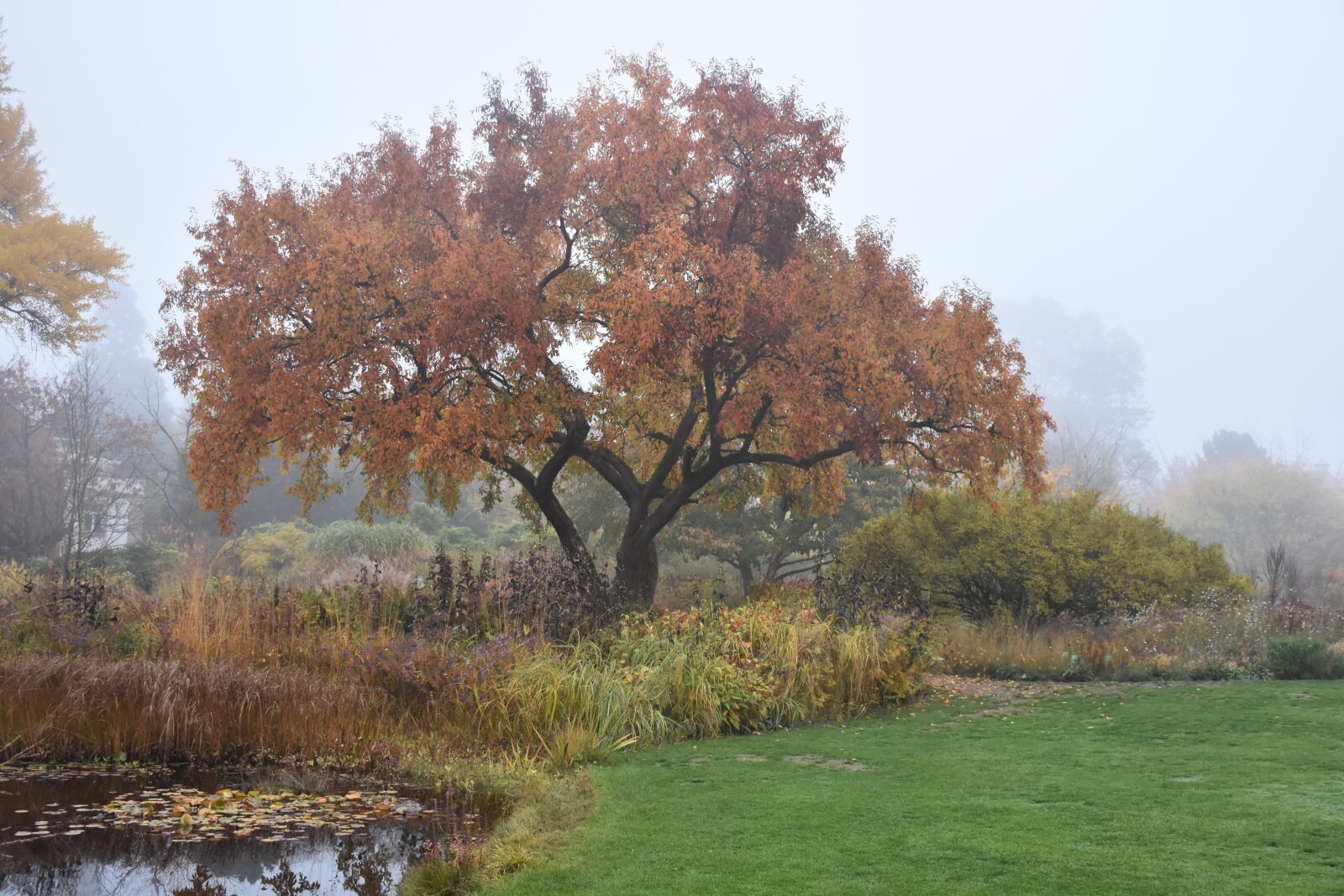 Nikon D7200 sample photo. Tree, autumn, landscape photography
