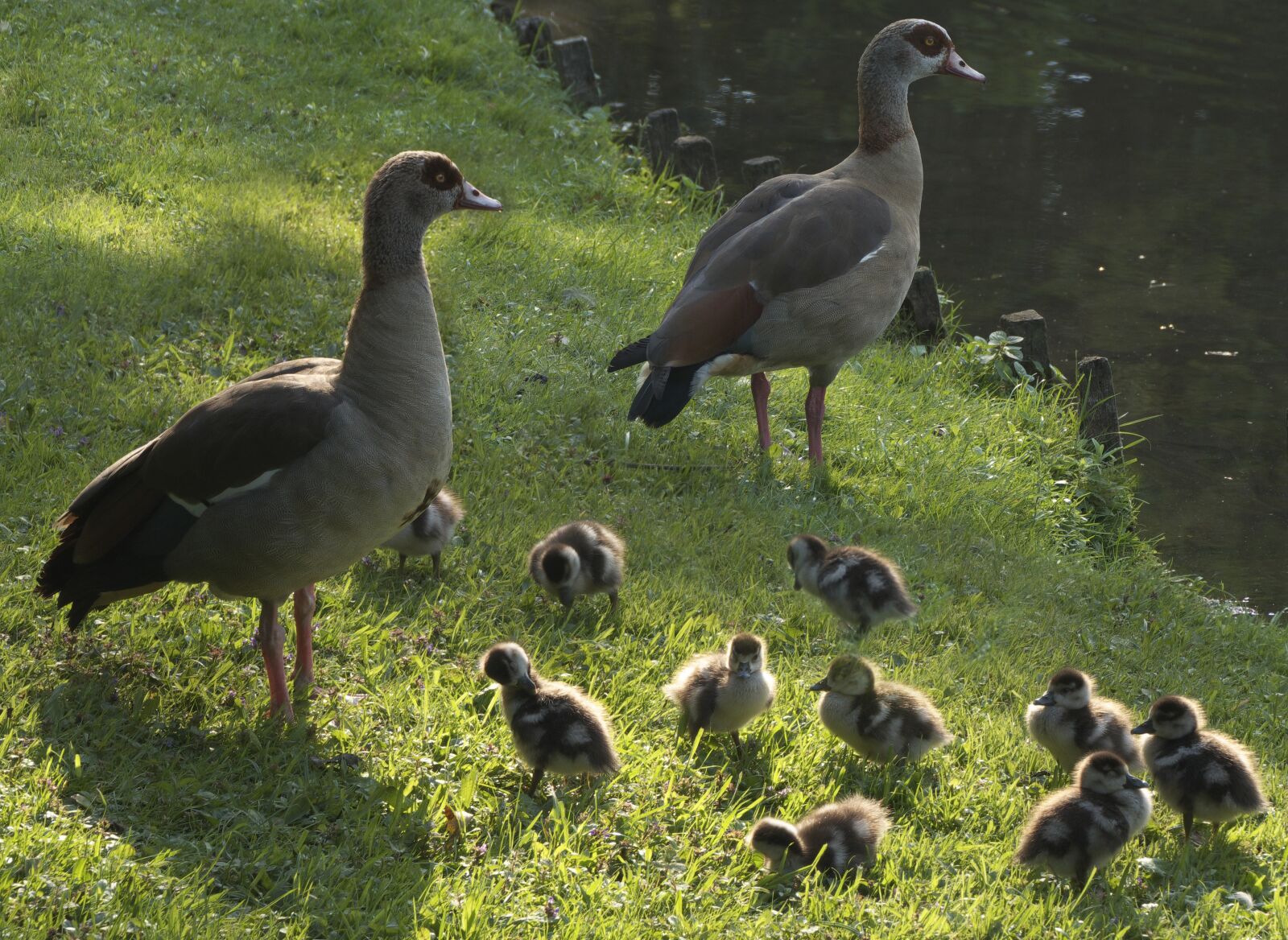 Panasonic Lumix DMC-FZ1000 sample photo. Ducks, chicken, entenkuecken photography